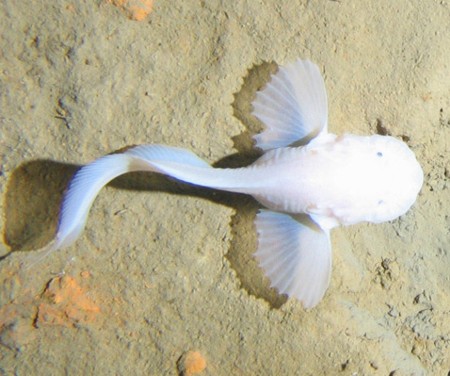 Pseudoliparis amblystomopsis (Andriashev, 1955)